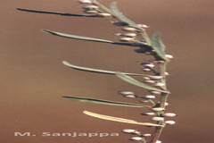 Indigofera linifolia var. linifolia